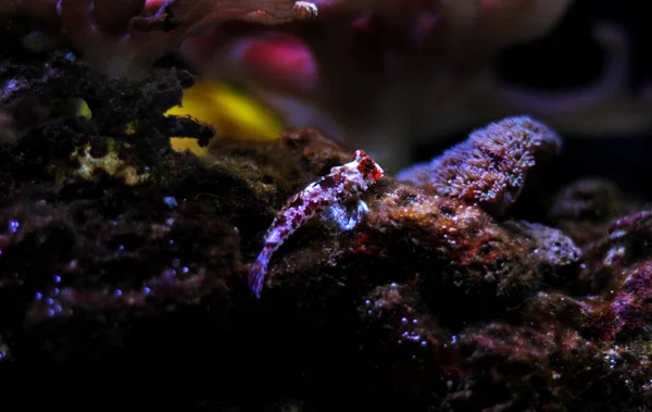 Рыба Мандарин — стоковое фото