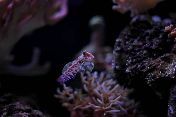 Peixe Mandarina Dragonet Vermelho — Fotografia de Stock