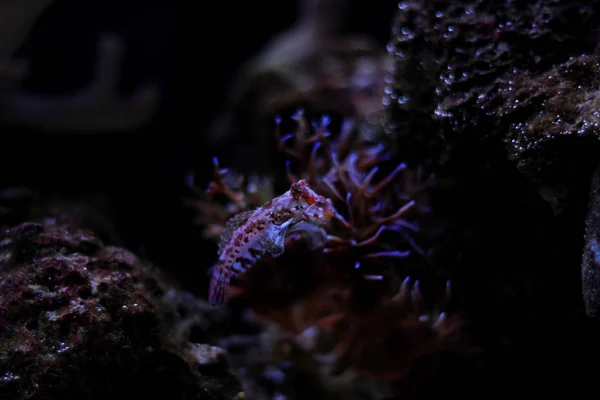 Roter Drachenmandarinenfisch — Stockfoto