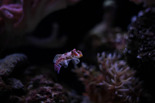 Red Dragonet Mandarinky Ryby — Stock fotografie