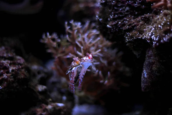 Red Dragonet Mandarin Fish — Stock Photo, Image