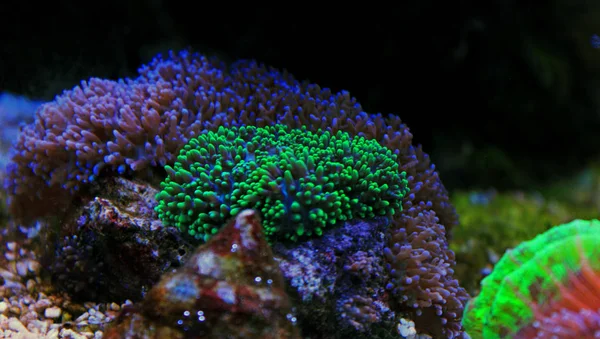 Coral Cogumelos Tanque Quário Recife — Fotografia de Stock