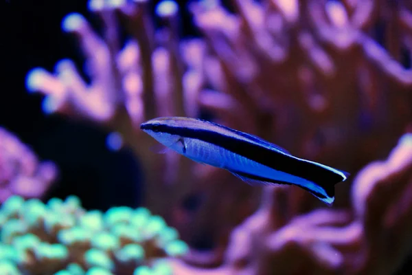 Limpiador Wrasse Tanque Acuario Arrecife Coral — Foto de Stock