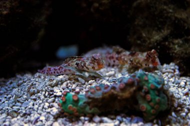 Kırmızı Scooter Dragonet Balık Akvaryum