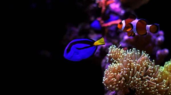 Blauer Tang Paracanthurus Hepatus — Stockfoto