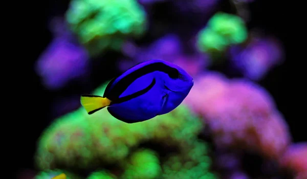 Tang Biru Paracanthurus Hepatus — Stok Foto