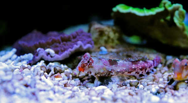 Red Scooter Dragonet Fish Aquarium — Stock Photo, Image