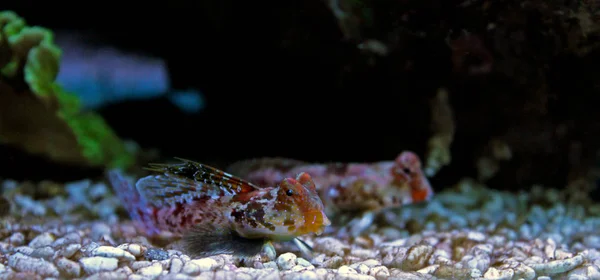 Roter Roller Drachenfisch Aquarium — Stockfoto
