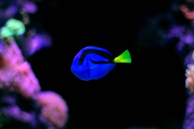 Mavi Tang (paracanthurus hepatus)
