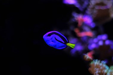Mavi Tang (paracanthurus hepatus)