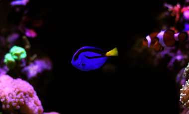 Mavi Tang (paracanthurus hepatus)