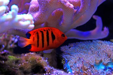 Alev melek balığı (Centropyge loricula)