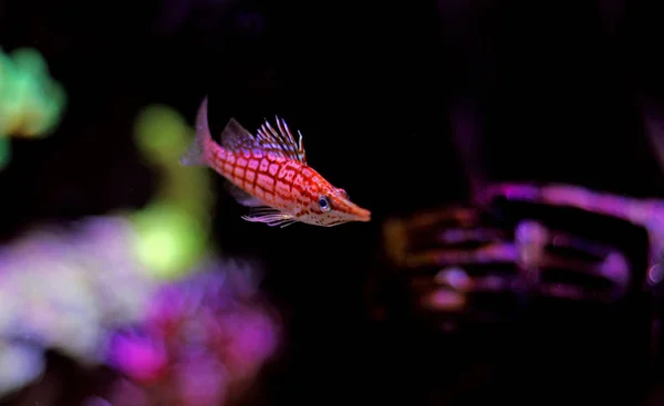 Longnose Roter Falkenfisch Korallenriffbecken — Stockfoto