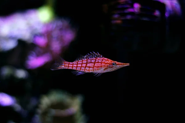 Longnose Piros Hawkfish Cora Zátony Tartály — Stock Fotó