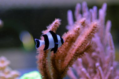 Dört şerit ederler - (Dascyllus melanurus) 