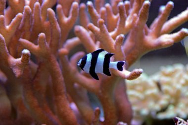 Dört şerit ederler - (Dascyllus melanurus) 