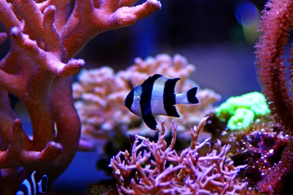 Four Stripe Damselfish Dascyllus Melanurus — Stock Photo, Image