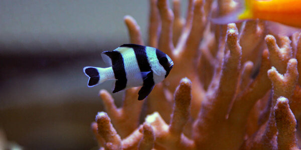 Four Stripe Damselfish - (Dascyllus melanurus) 