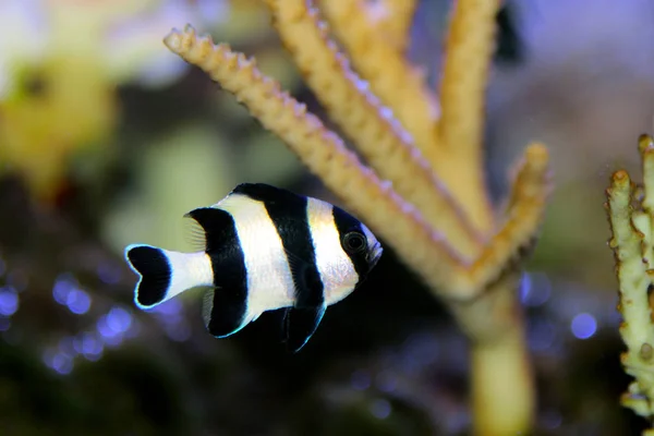 Four Stripe Damselfish Dascyllus Melanurus — Stock Photo, Image