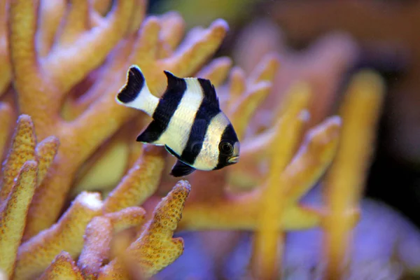 Vier Streifenlibellen Dascyllus Melanurus — Stockfoto