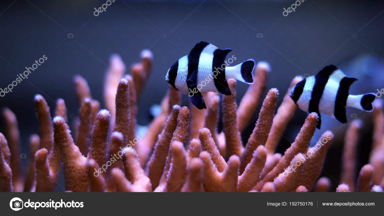 Four Stripe Damselfish Dascyllus Melanurus Stock Photo by ©Vojce 192750176