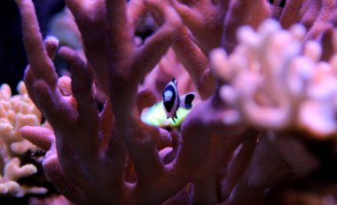 Dört şerit ederler - (Dascyllus melanurus) 