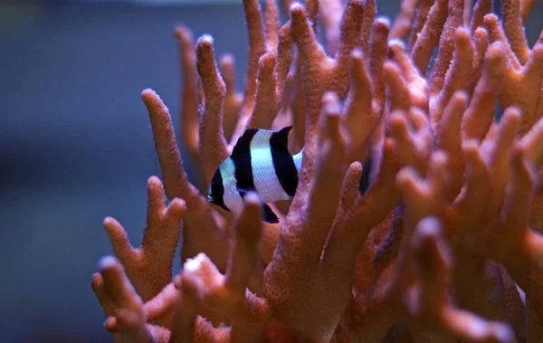 Four Stripe Damselfish Dascyllus Melanurus — Stock Photo, Image