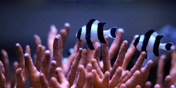 Four Stripe Damselfish - (Dascyllus melanurus) 