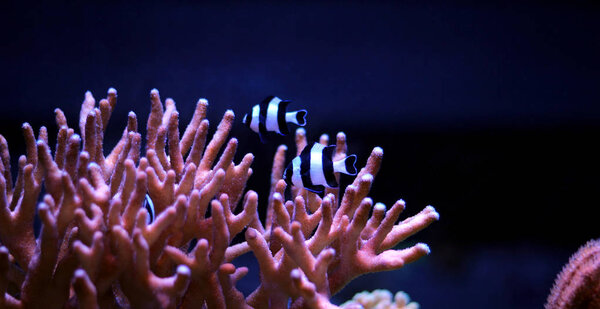 Four Stripe Damselfish - (Dascyllus melanurus) 