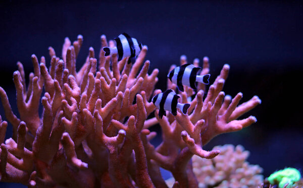 Four Stripe Damselfish - (Dascyllus melanurus) 