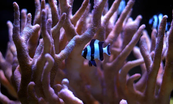 Four Stripe Damselfish Dascyllus Melanurus — Stock Photo, Image