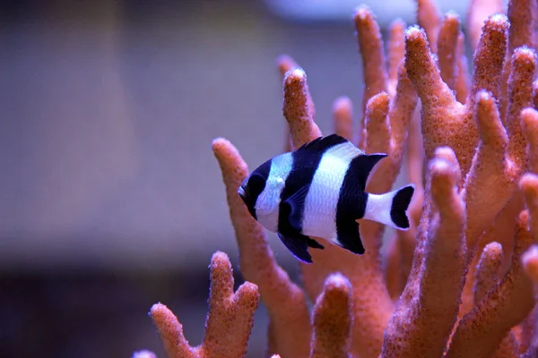 Four Stripe Damselfish Dascyllus Melanurus — Stock Photo, Image