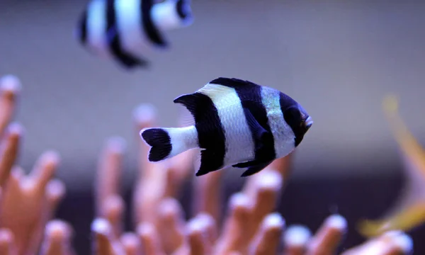 Four Stripe Damselfish Dascyllus Melanurus — Stock Photo, Image