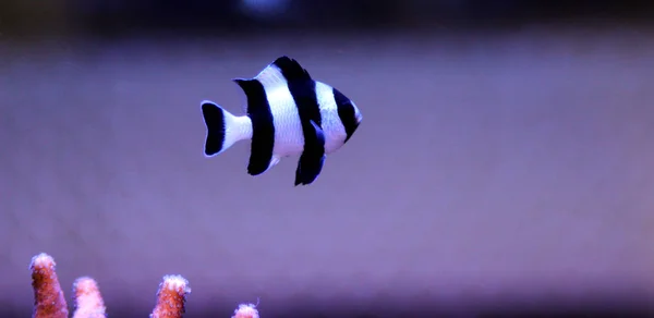 Four Stripe Damselfish Dascyllus Melanurus — Stock Photo, Image