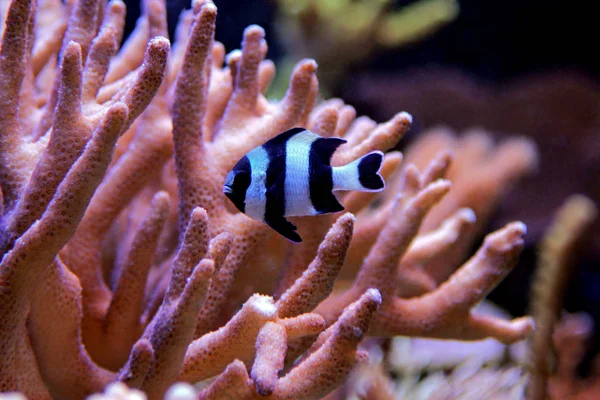 Four Stripe Damselfish Dascyllus Melanurus — Stock Photo, Image