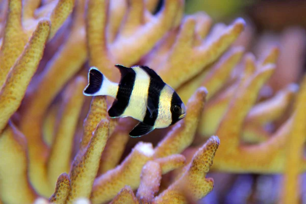 Quatro Listras Damegoístas Dascyllus Melanurus — Fotografia de Stock