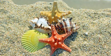 Doğal deniz canlıları ile sahilde yaz oluşturma 