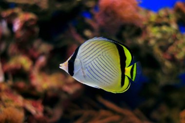 Serseri kelebek balığı (Chaetodon vagabundus)