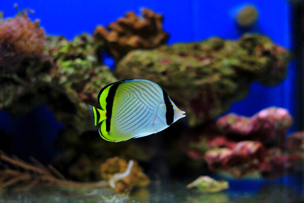 Рыба-бабочка (Chaetodon vagabundus
)