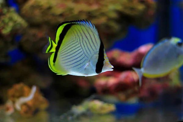 Ramada Vlinder Vis Chaetodon Vagabundus — Stockfoto