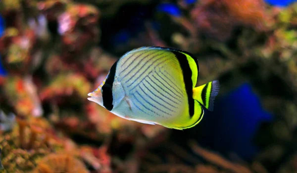 Poisson Papillon Vagabond Chaetodon Vagxodus — Photo