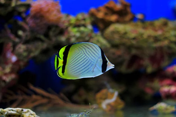 Vagabond Butterfly Fish Chaetodon Vagabundus — Stock Photo, Image