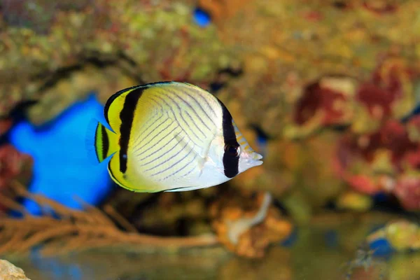 Vagabond Butterfly Fish Chaetodon Vagabundus — Stock Photo, Image