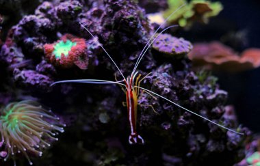 Mercan resif akvaryum tank temiz karides