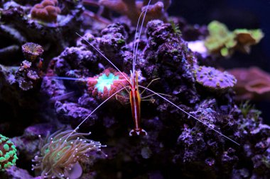 Mercan resif akvaryum tank temiz karides