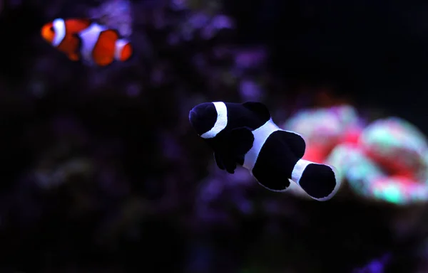 Pesce Pagliaccio Ocellaris Nero Acquario — Foto Stock