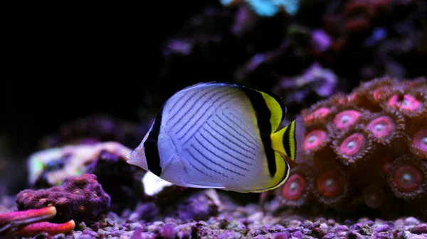 Poisson Papillon Vagabond Dans Aquarium Récifal — Photo