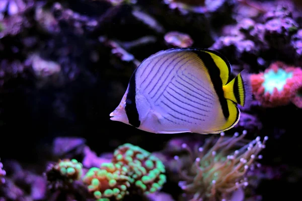 Vagabond Butterfly Fish Reef Aquarium Tank — Stok Foto