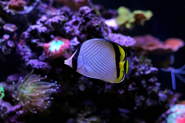 Рыба Бабочка Аквариуме Рифа — стоковое фото