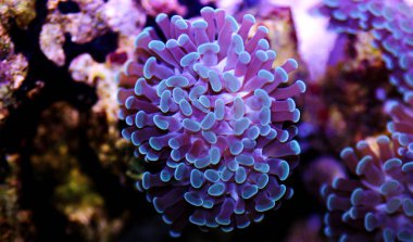 Euphyllia Hammer Lps mercanı yakın çekim sahnesinde
